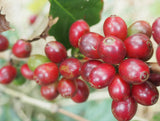 Ethiopia Sidama Natural Organic Water Decaf