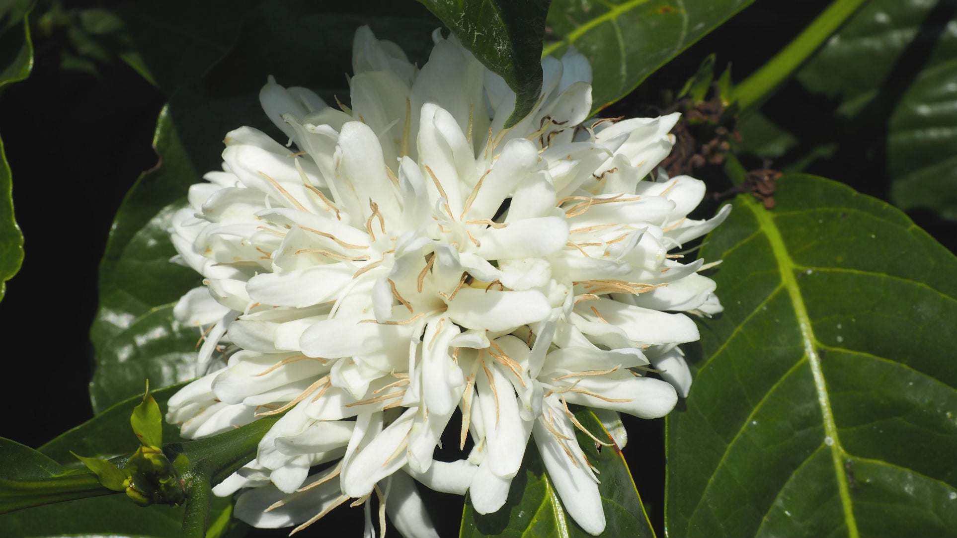 Ethiopia Sidama Natural Organic Water Decaf