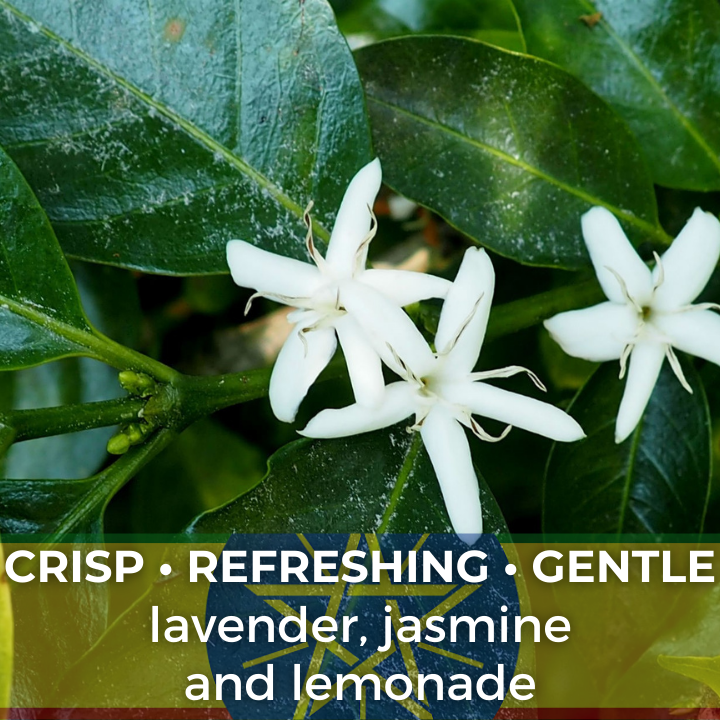 Ethiopia Yirgacheffe Gedeb Worka Sakaro Washed