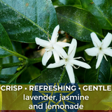 Ethiopia Yirgacheffe Gedeb Worka Sakaro Washed