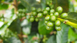 Ethiopia Yirgacheffe Bedhatu Jibicho Natural Organic