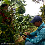 Guatemala Manos Campesinas San Marcos Organic