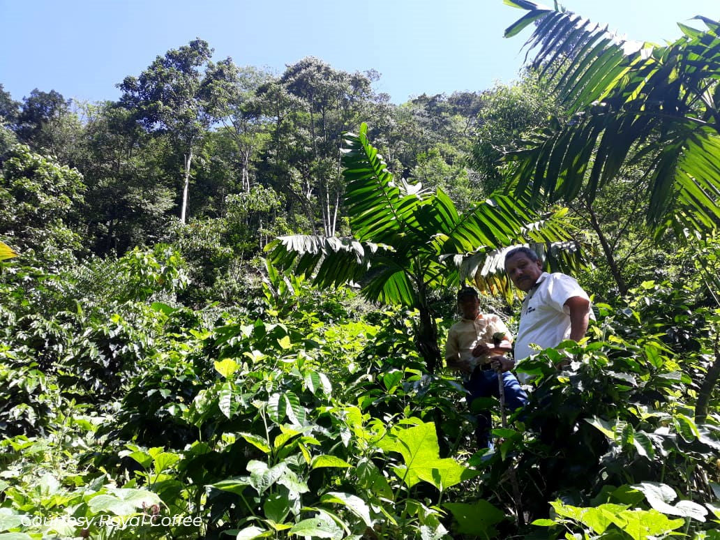 Guatemala Manos Campesinas San Marcos Organic