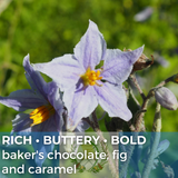 Guatemala Huehuetenango Rio Azul