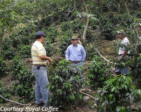 Guatemala Huehuetenango Finca la Severa