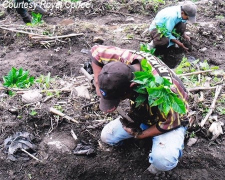 Guatemala Huehuetenango Finca la Severa