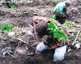 Guatemala Huehuetenango Finca la Severa