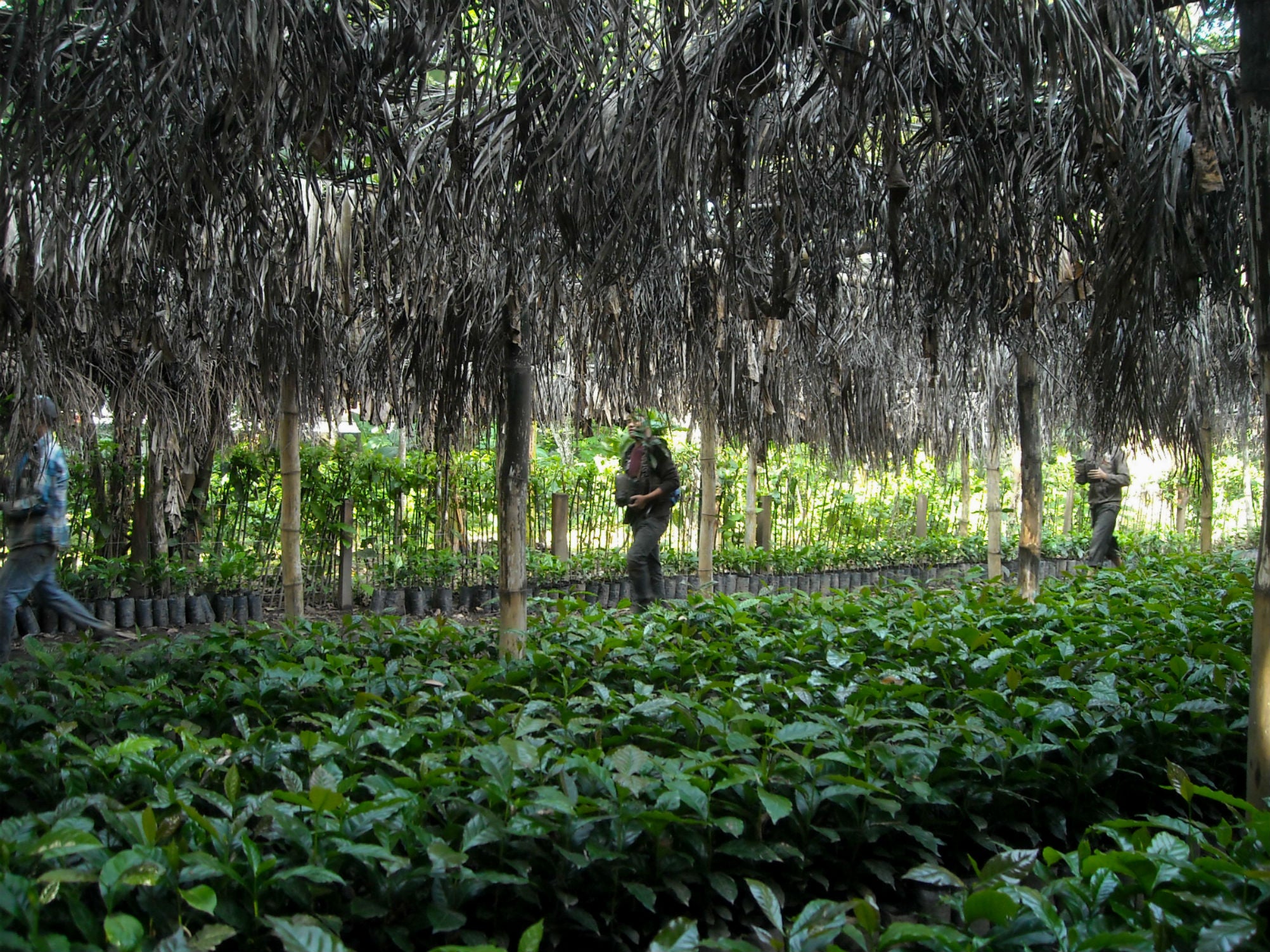 Guatemala San Jose La Laguna Organic