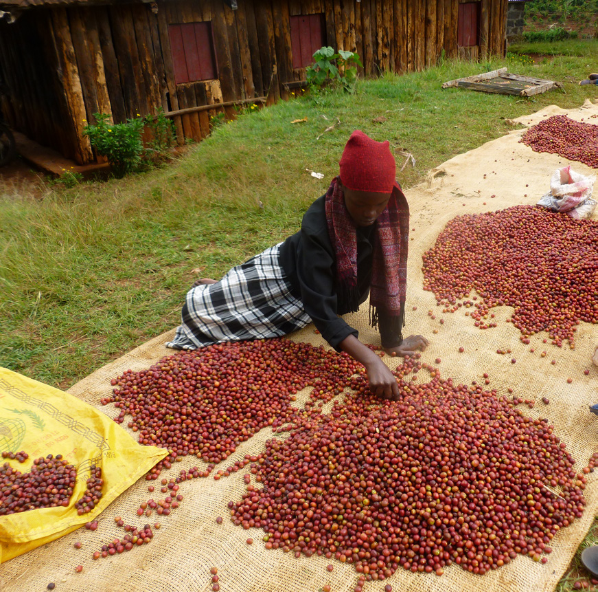 Kenya AA Ichamara Auction Lot