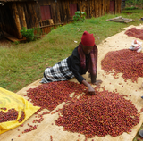 Kenya AA Ichamara Auction Lot