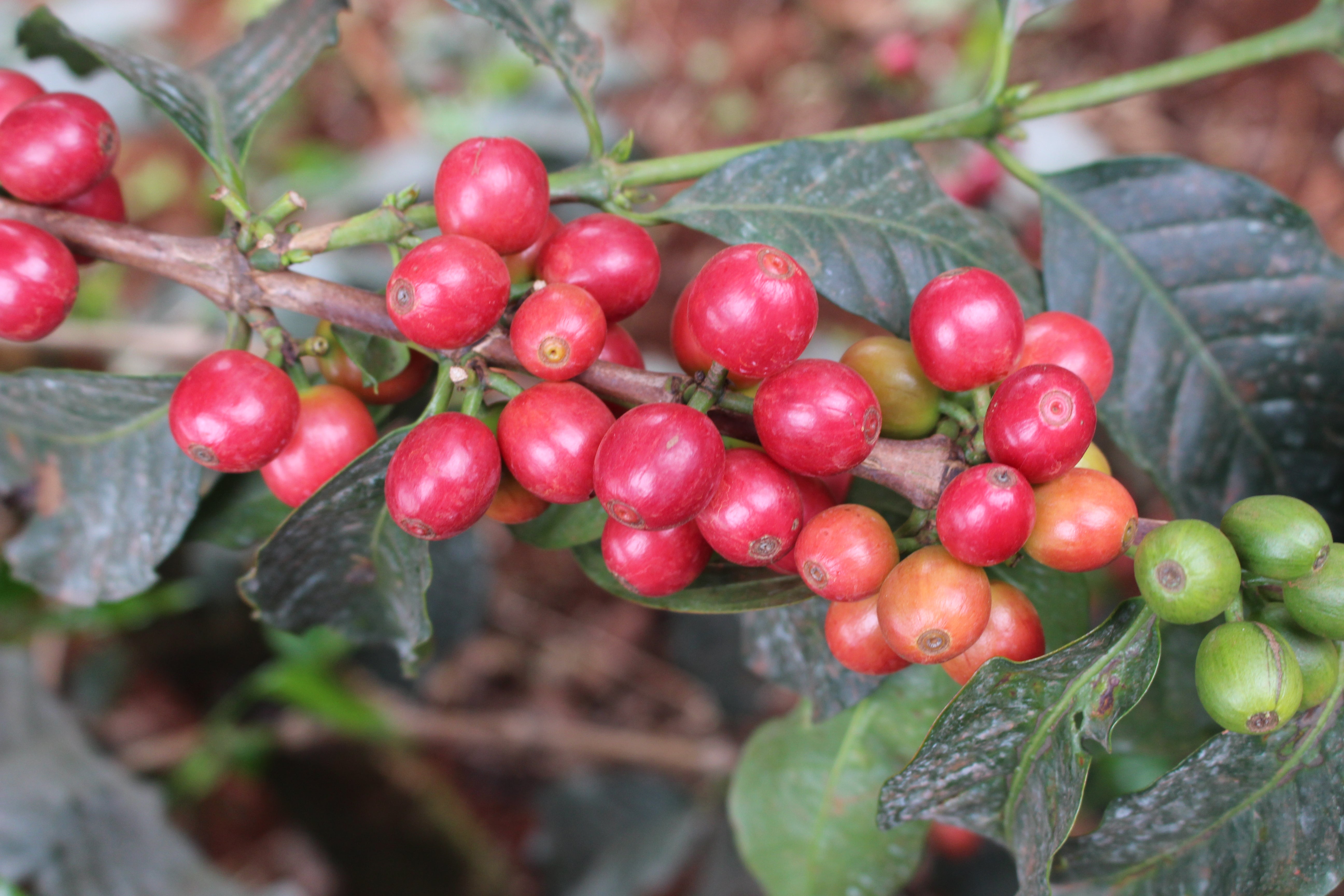 Kenya AA Maywal Estate