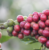 Kenya Peaberry Kabare Karani