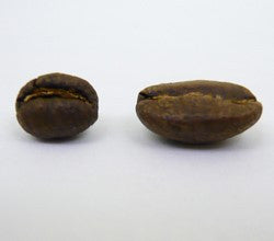 Tanzania Peaberry Selian Estate