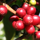 Peru La Florida Organic