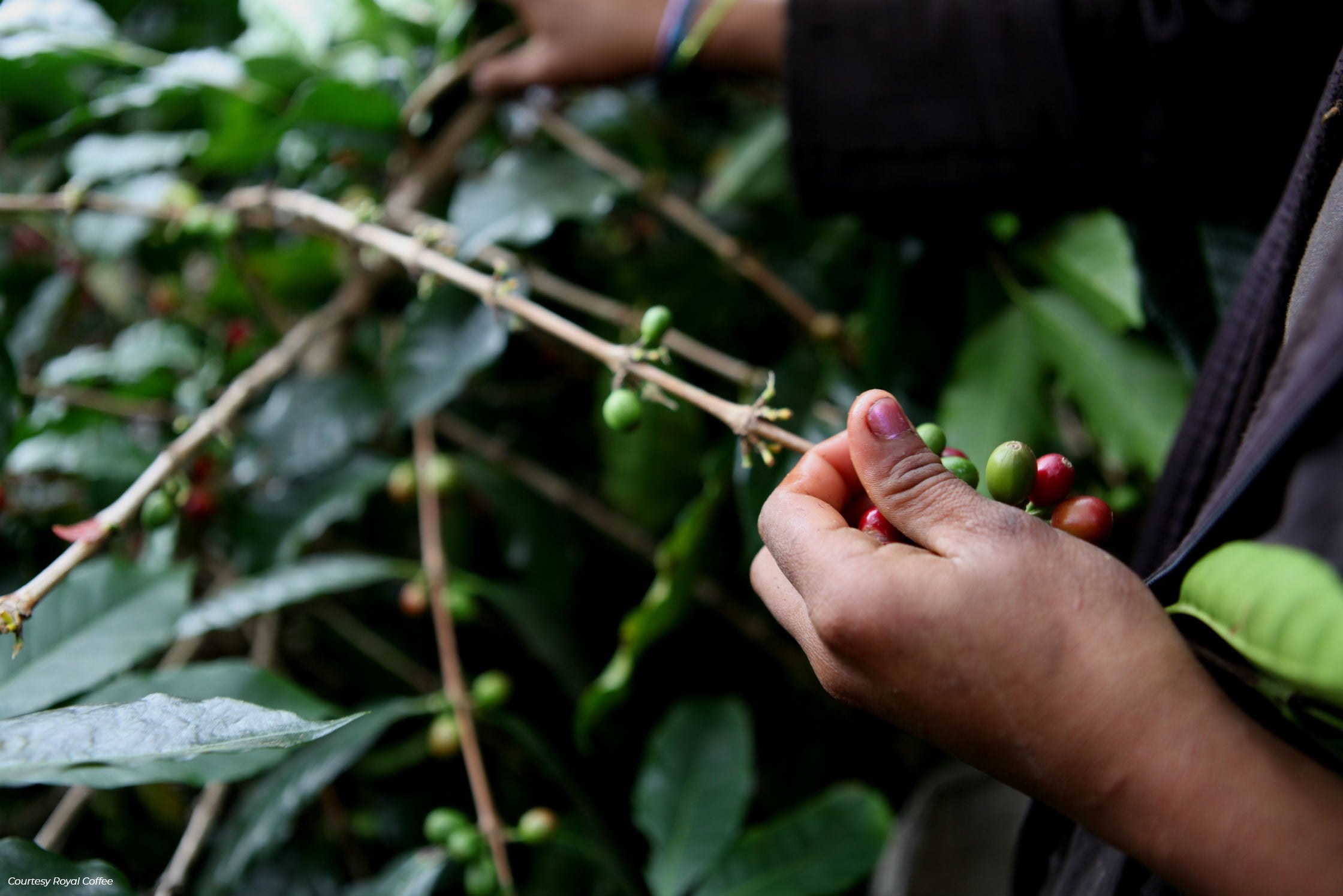 Peru Aromas del Valle Organic