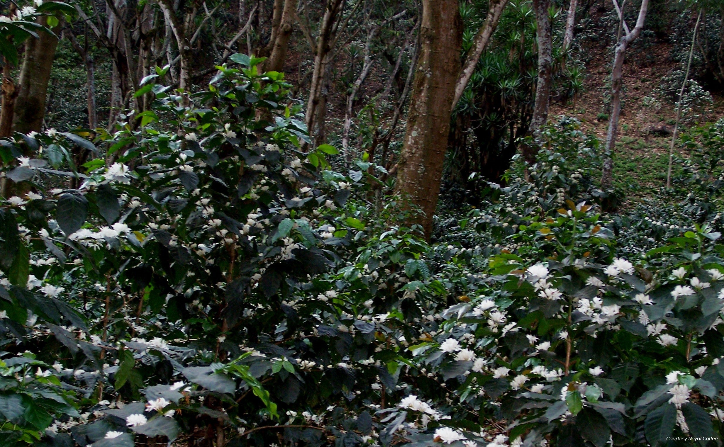 Peru Aromas del Valle Organic