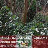 Peru Aromas del Valle Organic