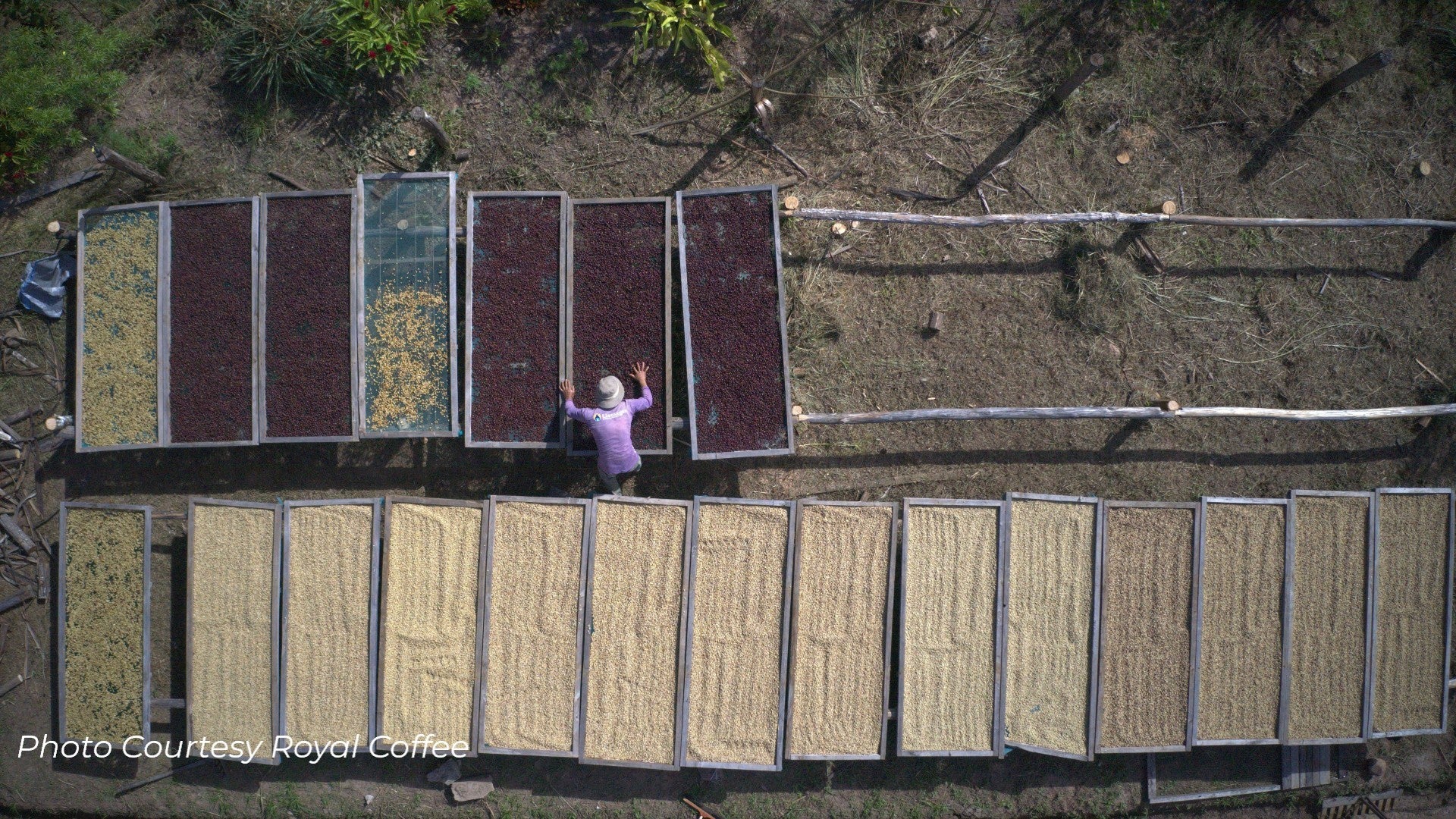 Peru Chacra Don Dago Organic Biodynamic