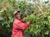 Papua New Guinea Roots No.1 AX Organic