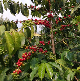 Rwanda Misozi Abakundakawa Organic