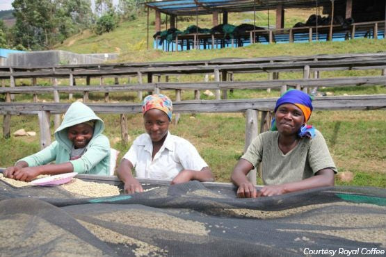 Rwanda Nyamasheke Kivubelt Jarama