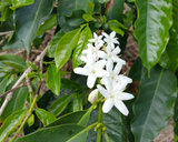 Sulawesi Rantekarua Estate Organic