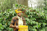 Tanzania Finagro Ascona Anaerobic Maceration