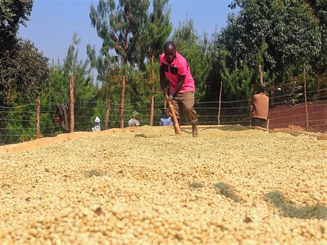 Tanzania Mbeya Peaberry
