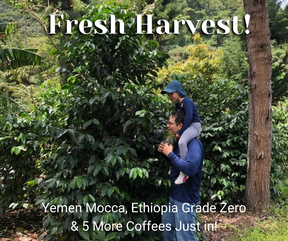 Yemen, Grade Zero Ethiopia & 5 More New Arrivals!