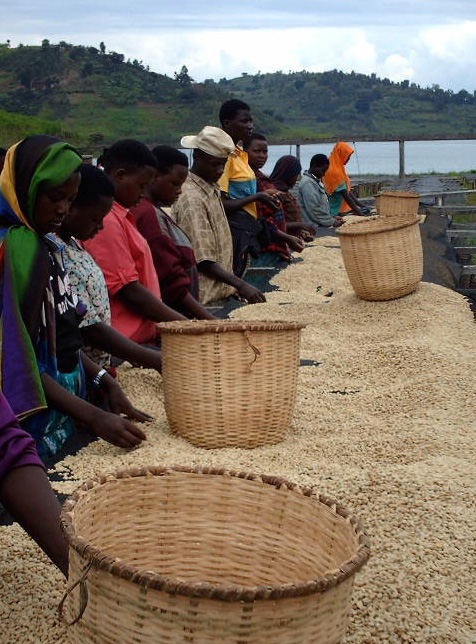 New Organic Rwandan Coffee