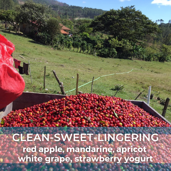 Honduras Don Abel Botijas Pacamara Natural — photo published by The Captain's Coffee