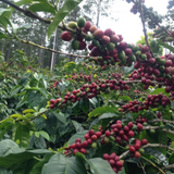 Honduras Don Abel Botijas Natural