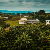Colombia Molino Double Fermentation Pacamara