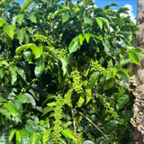 Colombia Molino Double Fermentation Pacamara