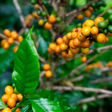 Colombia Organic FCC Ucumari