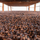 Colombia Finca La Primavera Peaberry