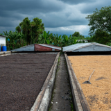 Colombia Finca La Primavera Peaberry