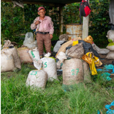 Colombia Finca La Primavera Peaberry