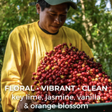 Panama Geisha Kalithea Coffee Estate