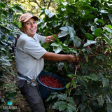 Guatemala Huehuetenango Buenos Aires Bourbon Natural