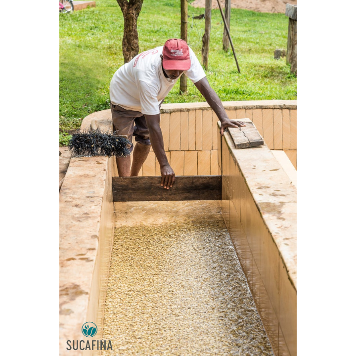 Kenya Muranga Gatagua AA