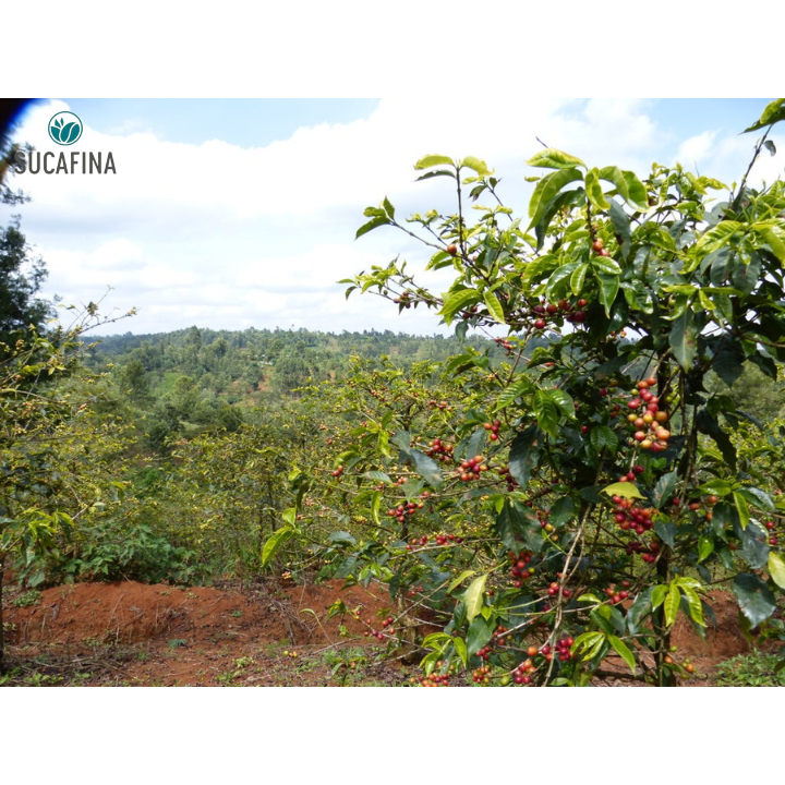 Kenya Muranga Gatagua AA