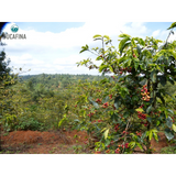 Kenya Muranga Gatagua AA