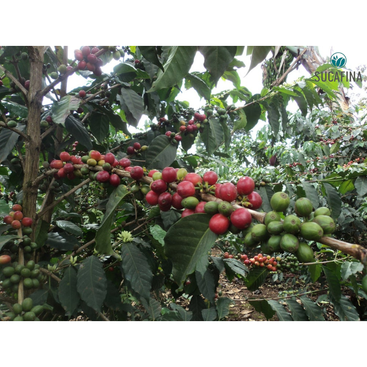 Kenya Muranga Gatagua AA