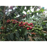 Kenya Muranga Gatagua AA