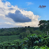 Mexico Veracruz Finca La Laja Water Decaf