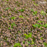 Mexico Veracruz Finca La Laja Water Decaf