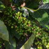 Mexico Veracruz Finca La Laja Water Decaf