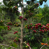 Papua New Guinea Arufa Natural Grade A