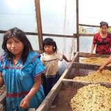 Panama Geisha Kalithea Coffee Estate